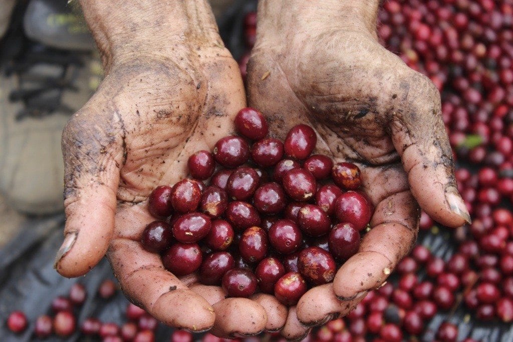 Pacamara coffee variety, محصول سلفادور سلالة بكامارا