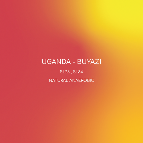 UGANDA - BUYAZI