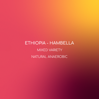 ETHIOPIA - HAMBELLA